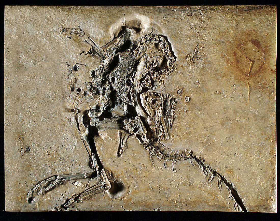 Compsognathus Fossil