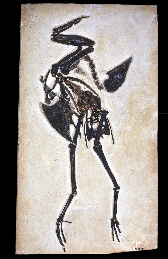 Fossil Bird