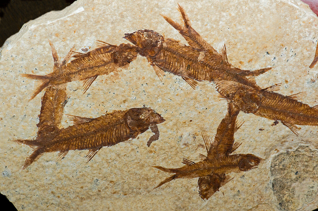 Herring Fish Fossil