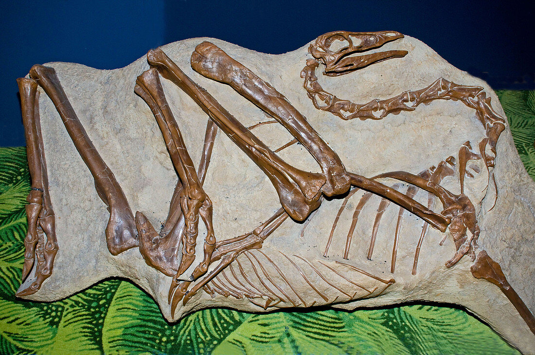 Struthiomimus Sedens Dinosaur Cast