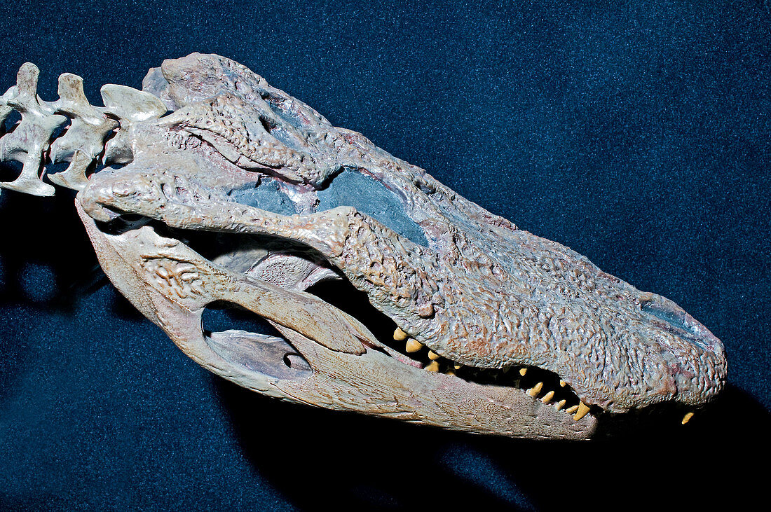 Olsens Alligator