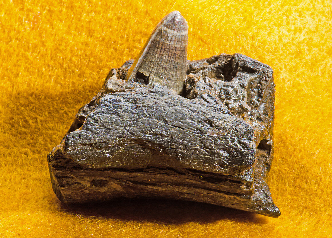Alligator Jaw Fragment and Tooth Fossil