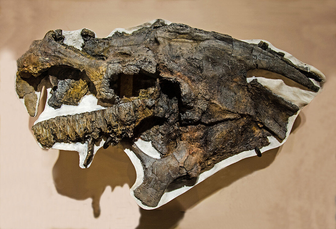 Duck Bill Dinosaur Skull Fossil