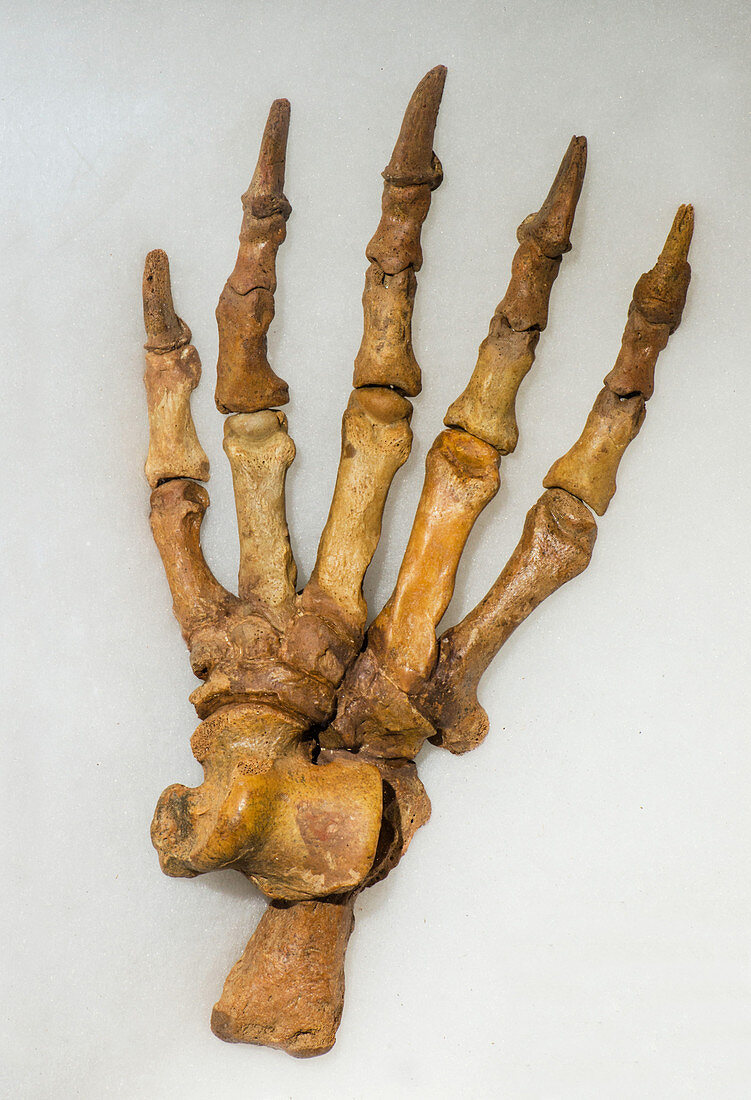 Cave Bear Hind Foot Fossil