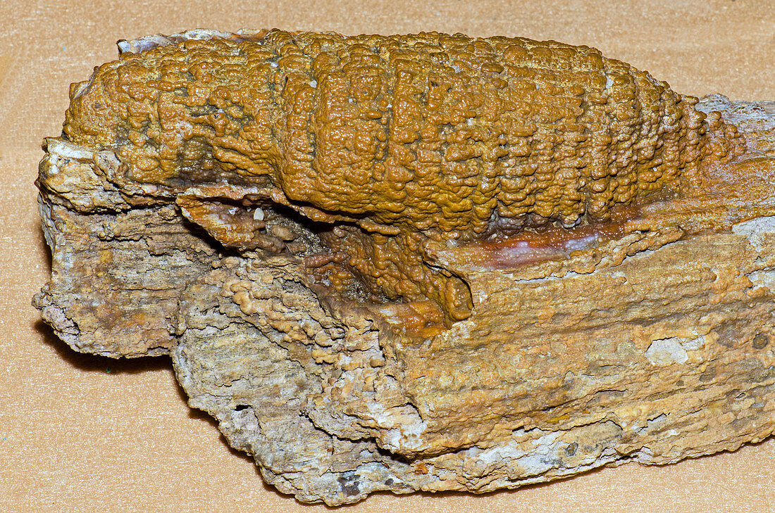Fossil Agatized Coral On Petrified Wood