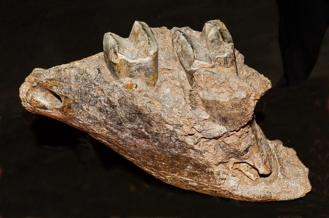Giant Sloth Jaw Fossil