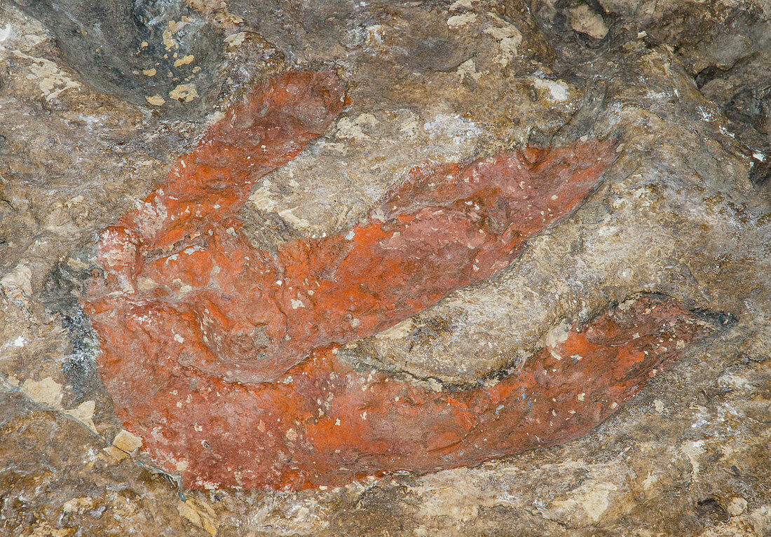 Theropod Dinosaur Footprint