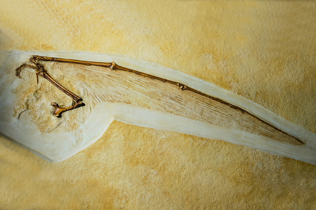 Rhamphorhynchus Fossil