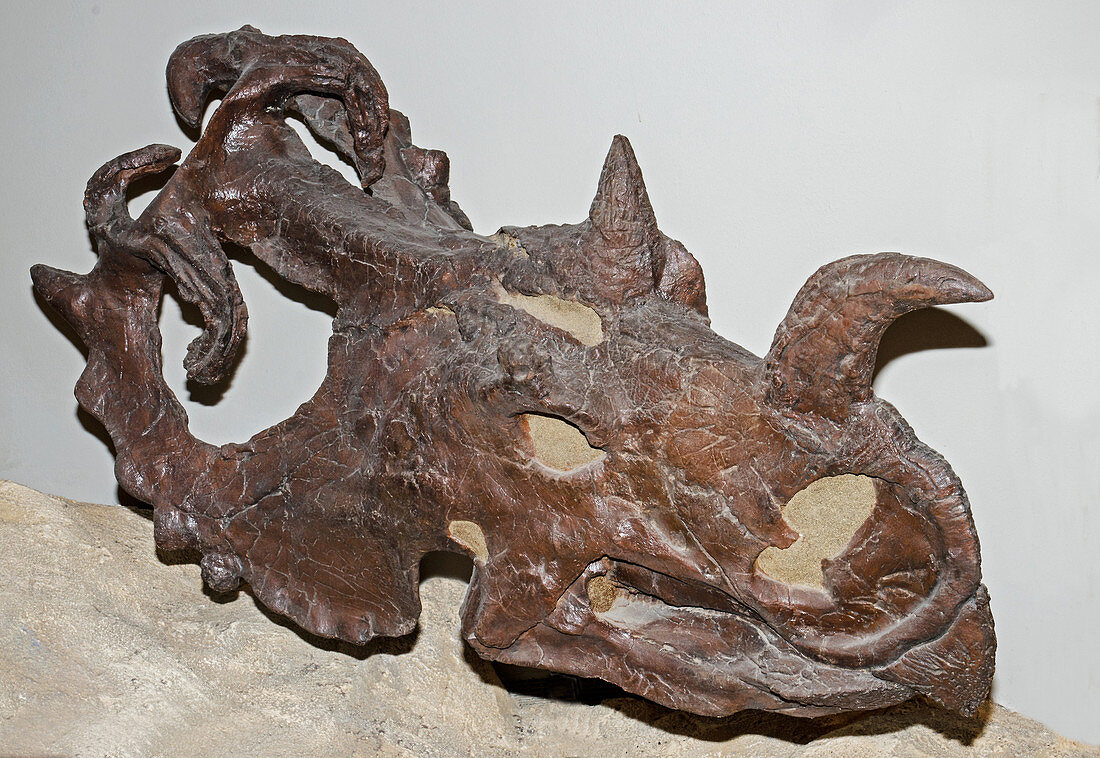 Centrosaurus Skull Fossil