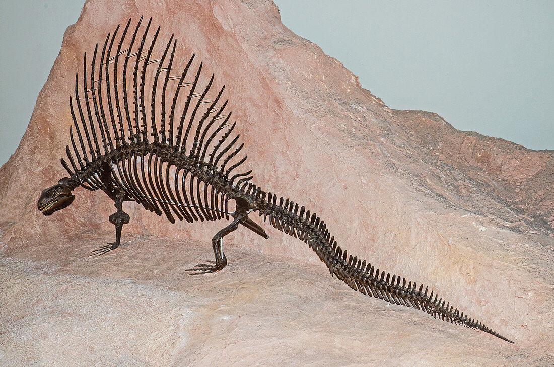Dimetrodon Skeleton