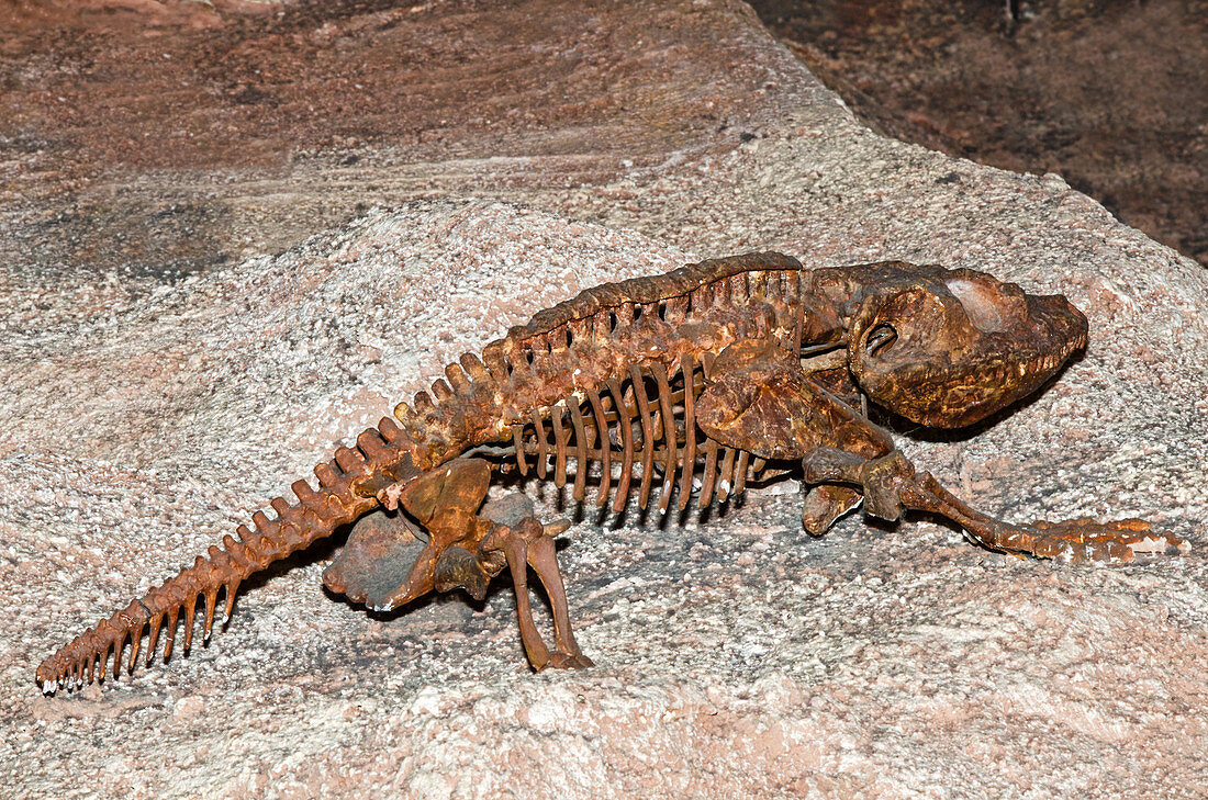 Cacops Fossil