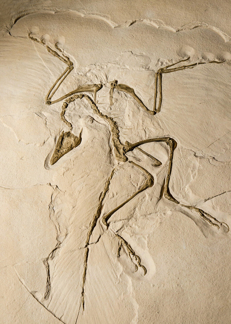 Archaeopteryx