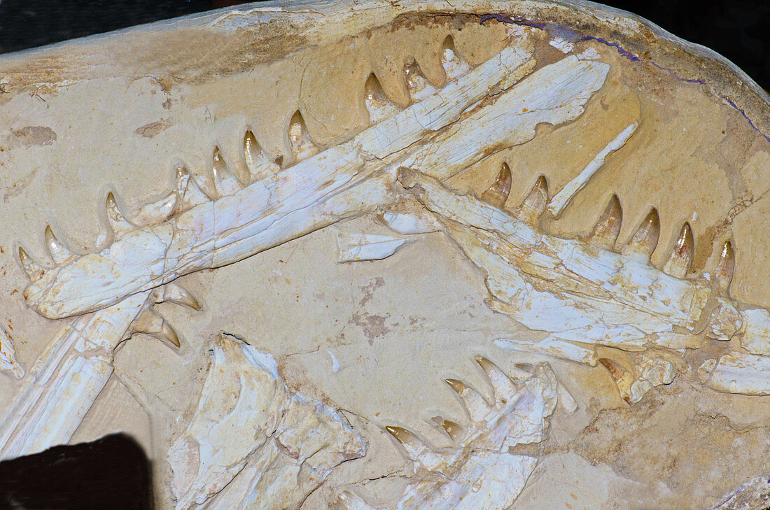 Mosasaur Upper and Lower Mandible Fossil
