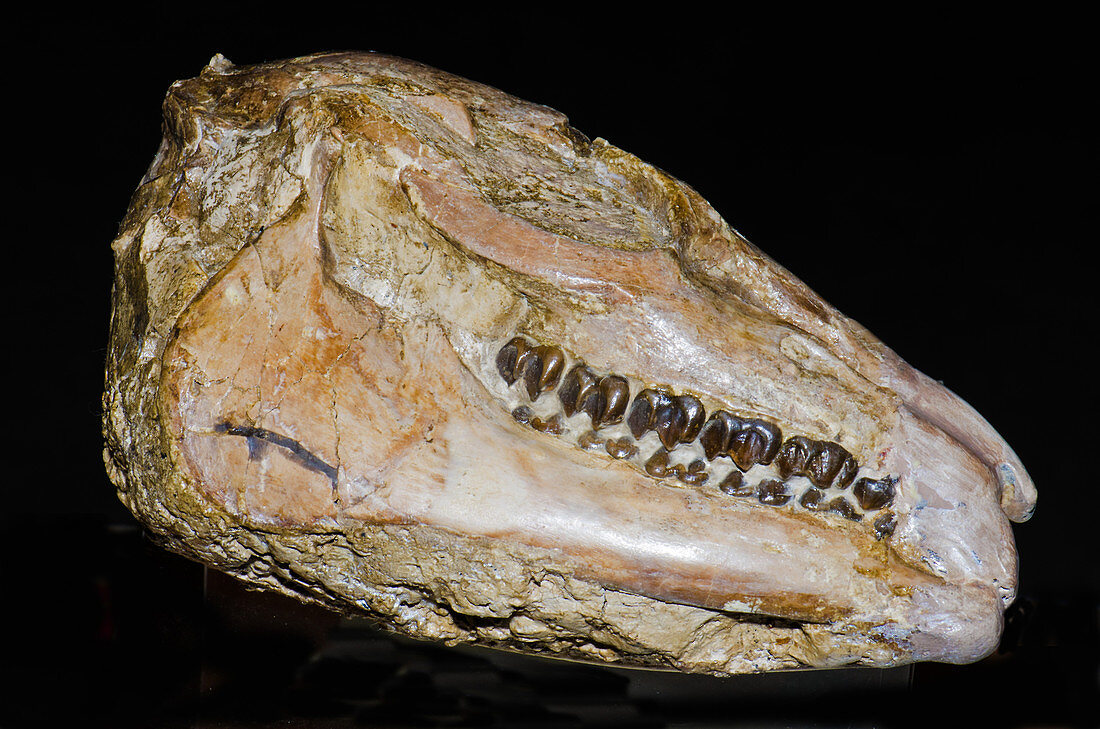 Three Toed Horse Skull Fossil
