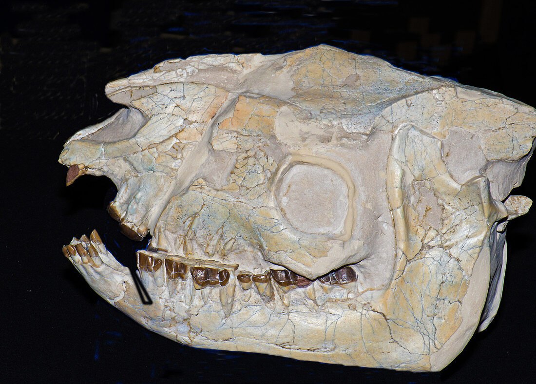Running Rhino Skull Fossil