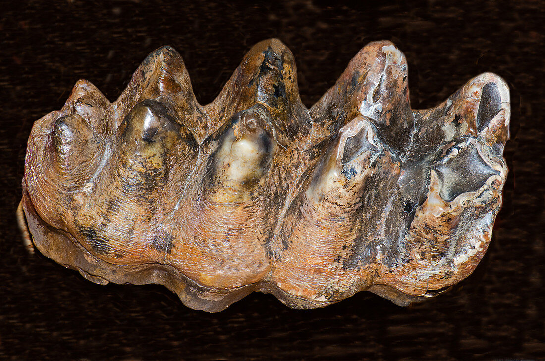 Mastodon Tooth Fossil