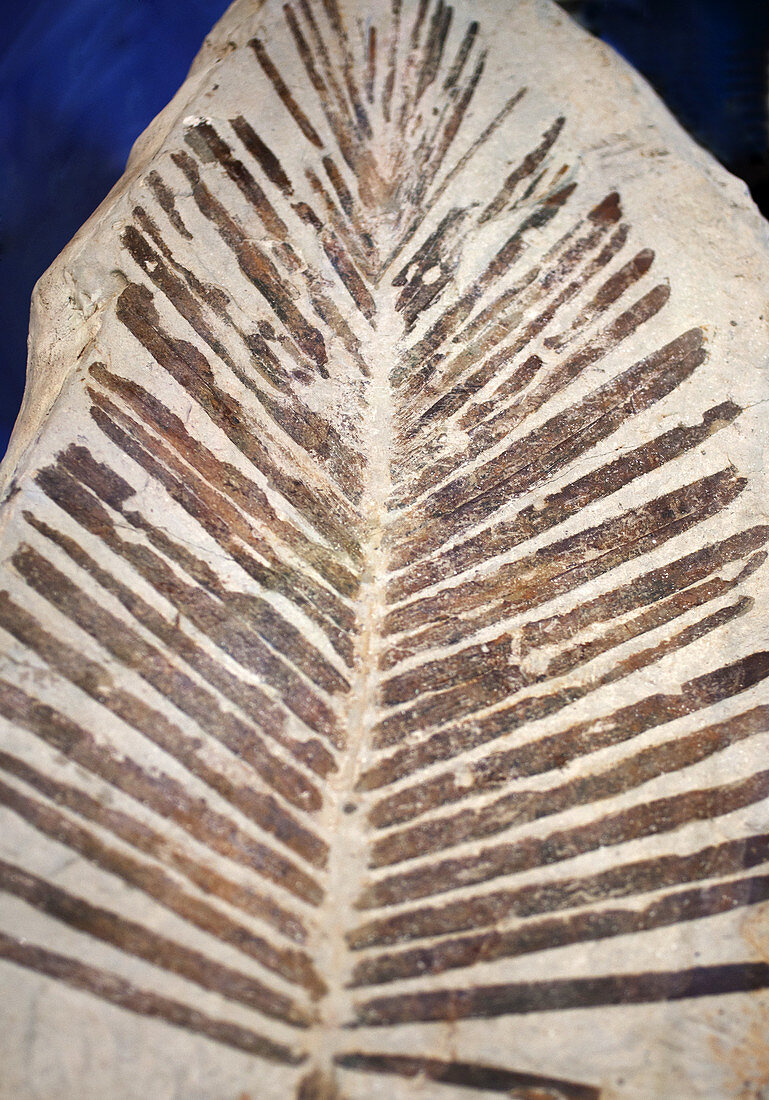 Cycad Leaf fossil