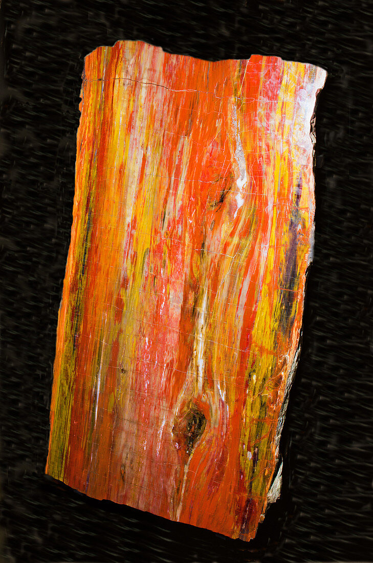 Petrified Wood Tree Trunk Section