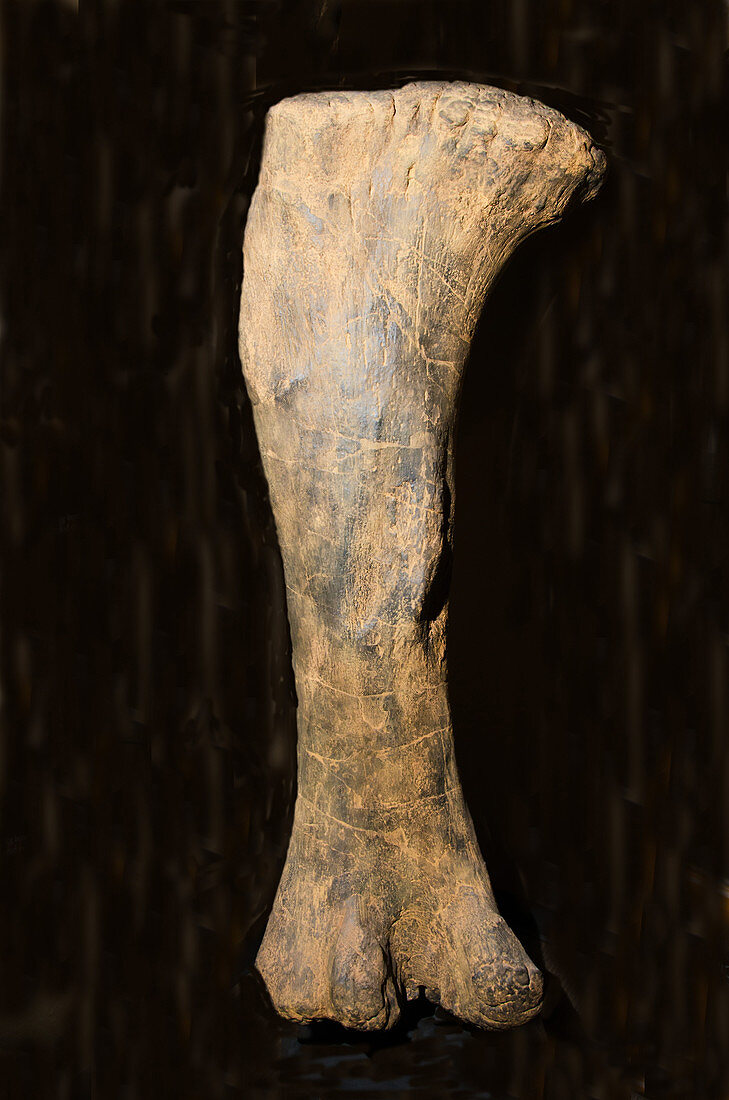 Dinosaur Sauropod Leg Bone Fossil