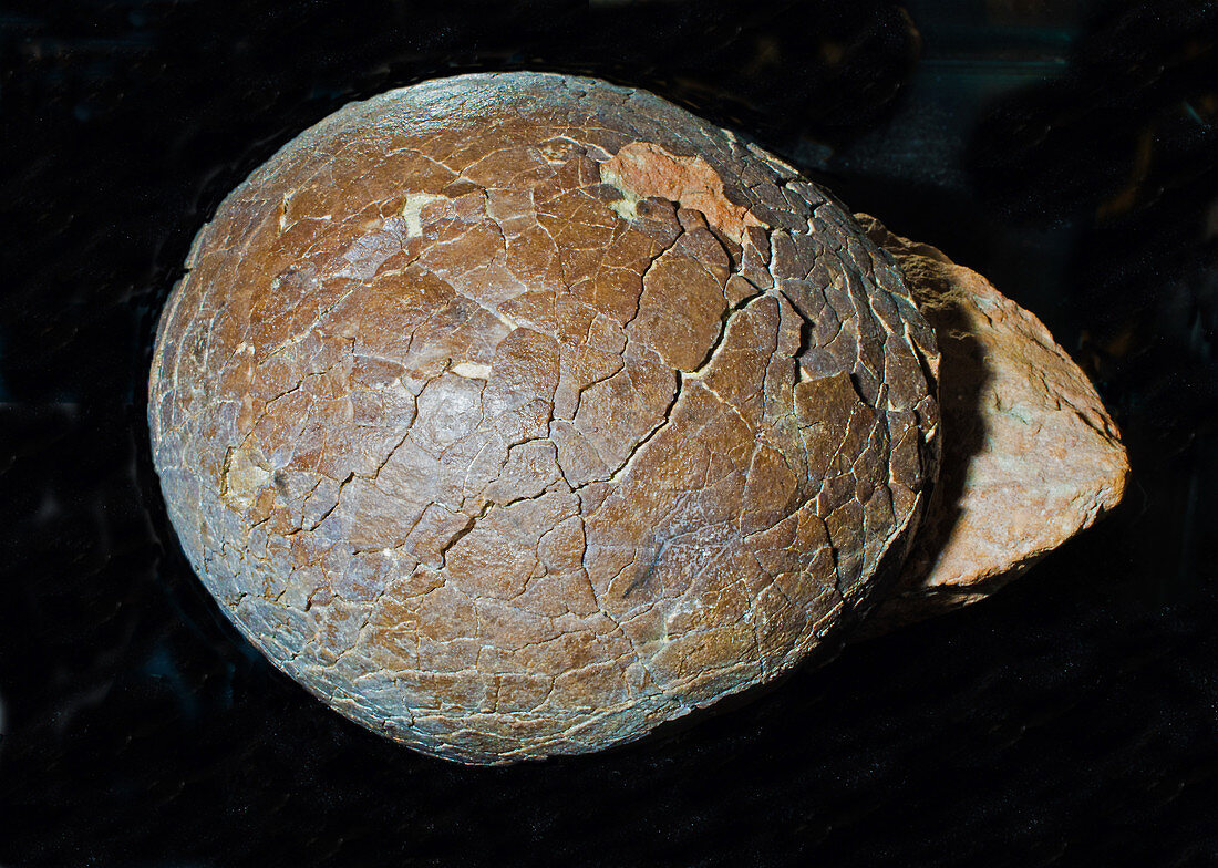 Dinosaur Egg Fossil