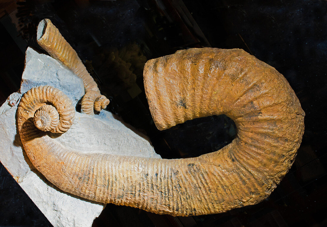 Ammonites Heteroceras Fossils