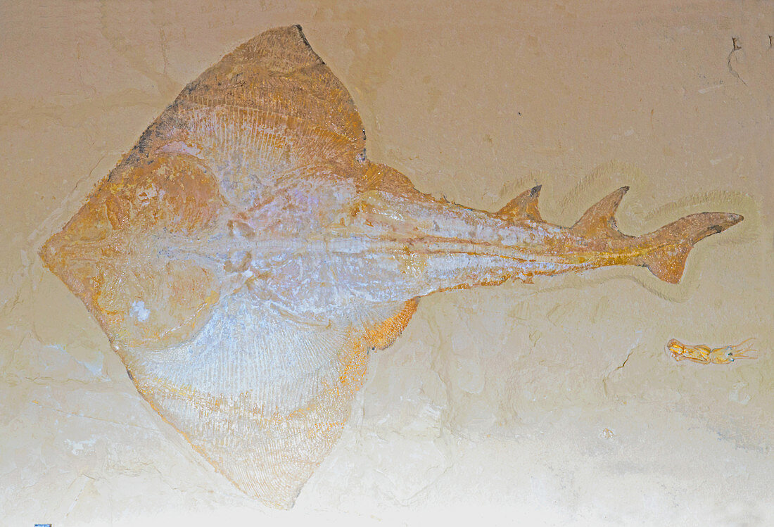 Batoid Fish and Small Squid Fossils