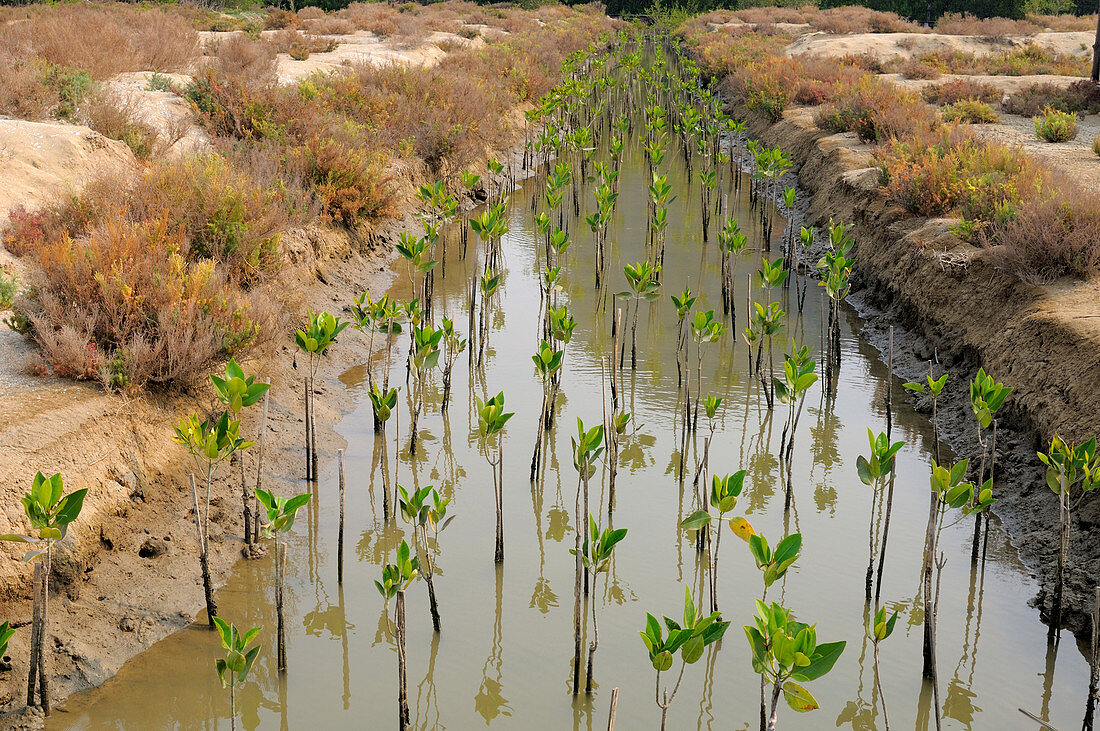 Mangrove Restoration