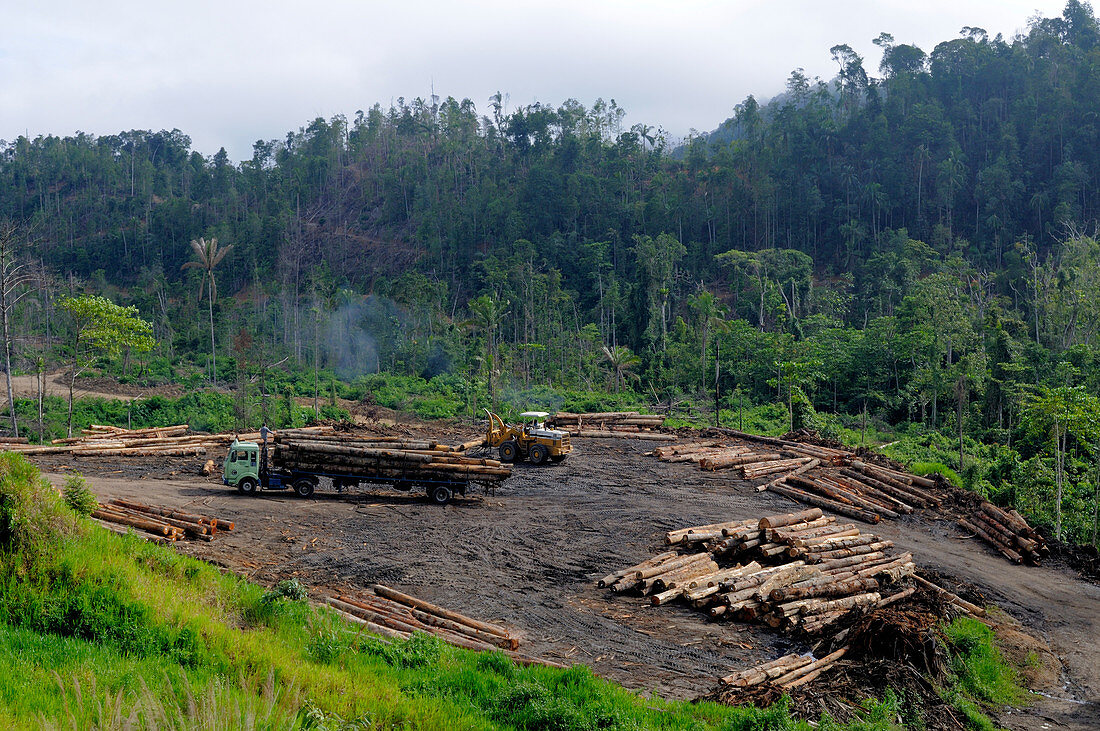 Logging of Lowland Rainforest