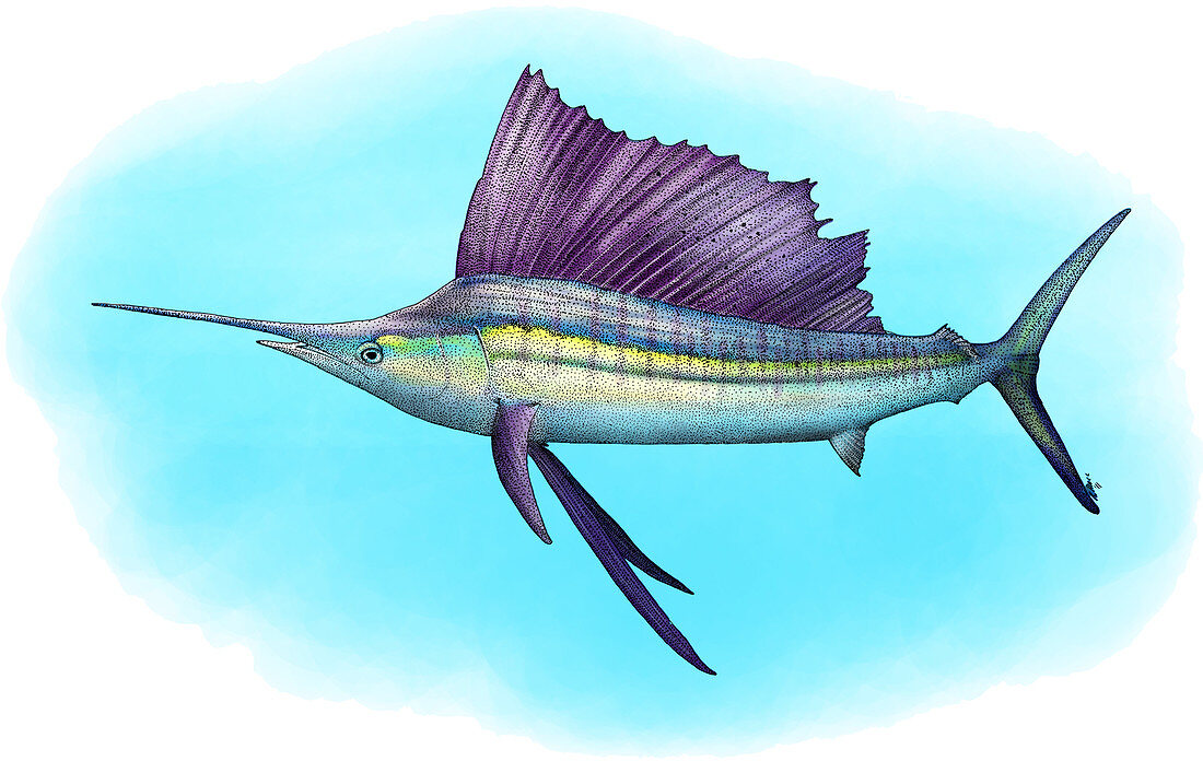 Indo-Pacific Sailfish