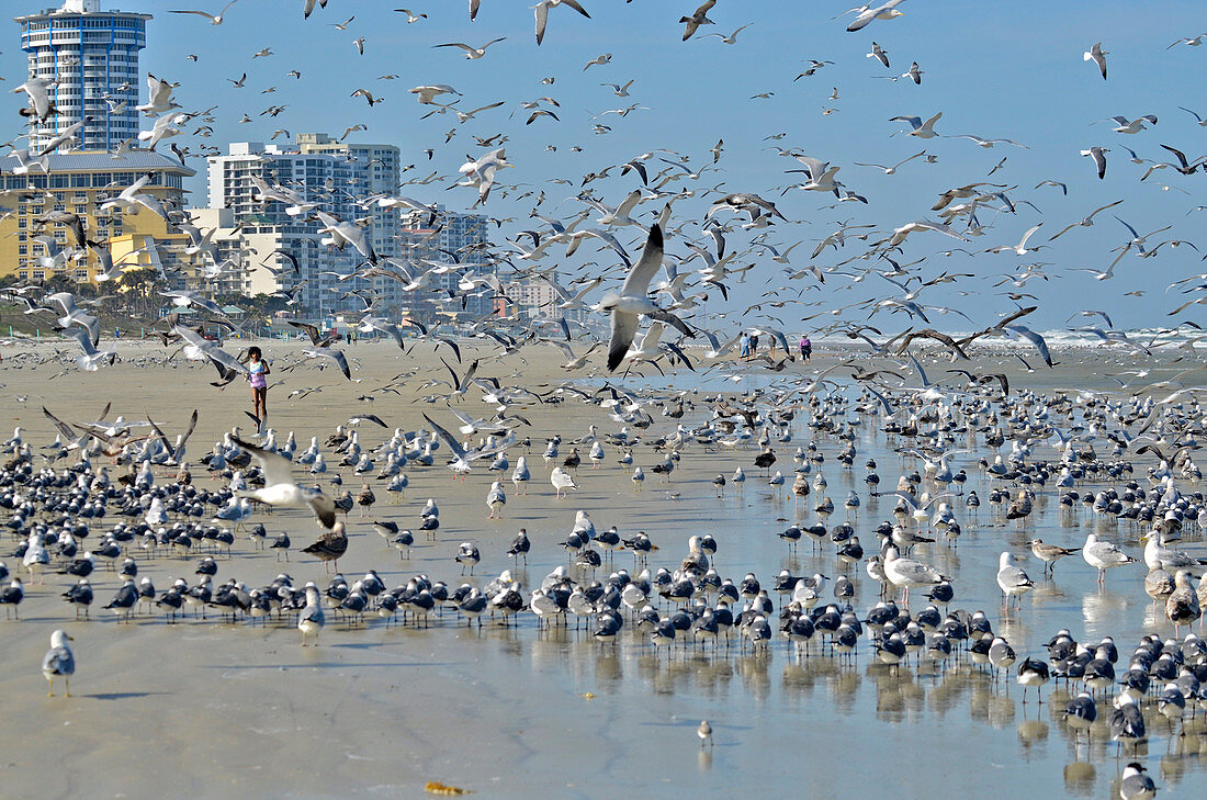 Gulls in large flock