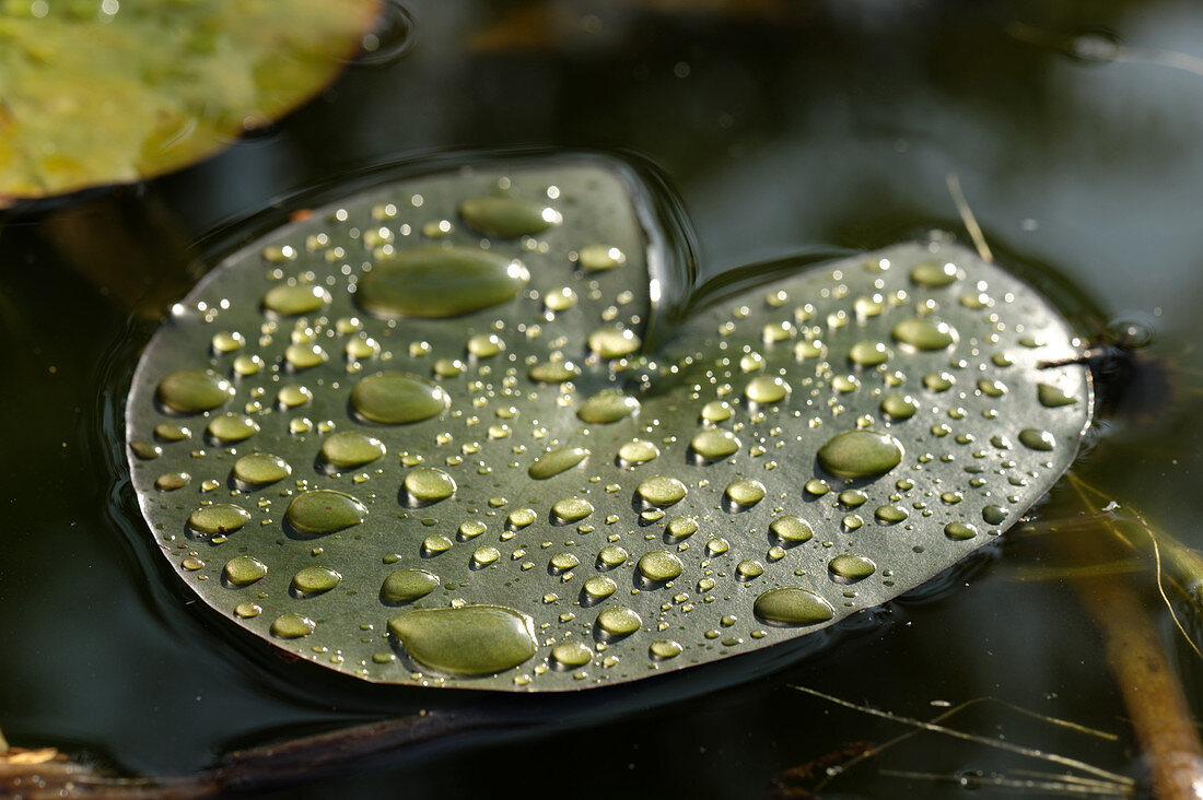 Water Lily Pad with Water drops