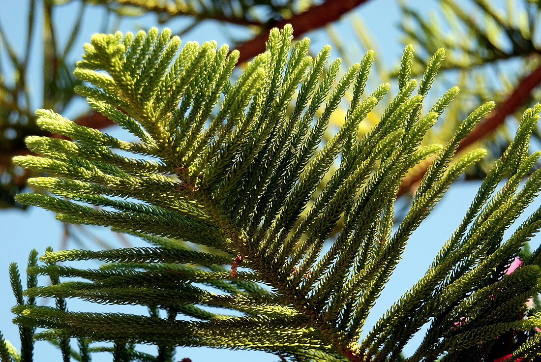 Norfolk Island Pine