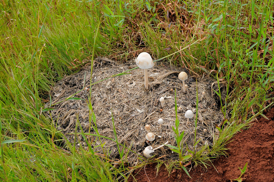 Toadstools in Elephant Dung