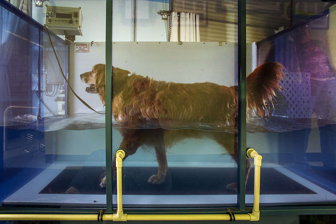 Dog Exercises on Underwater Treadmill