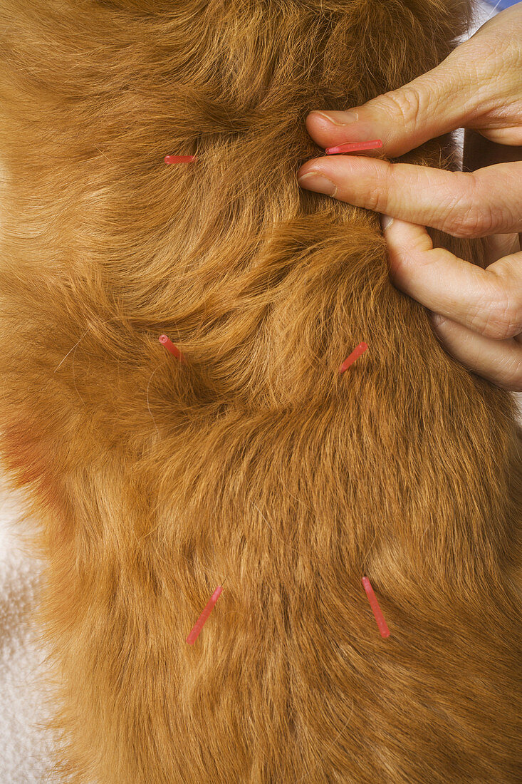 Dog Treated with Acupuncture