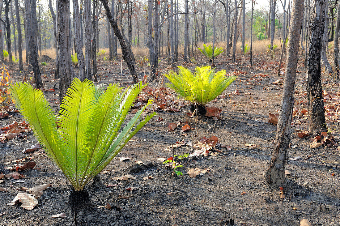 Cycads after Fire