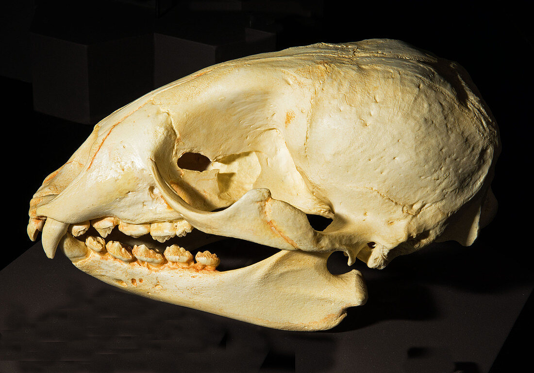 Extinct Caribbean Monk Seal Skull