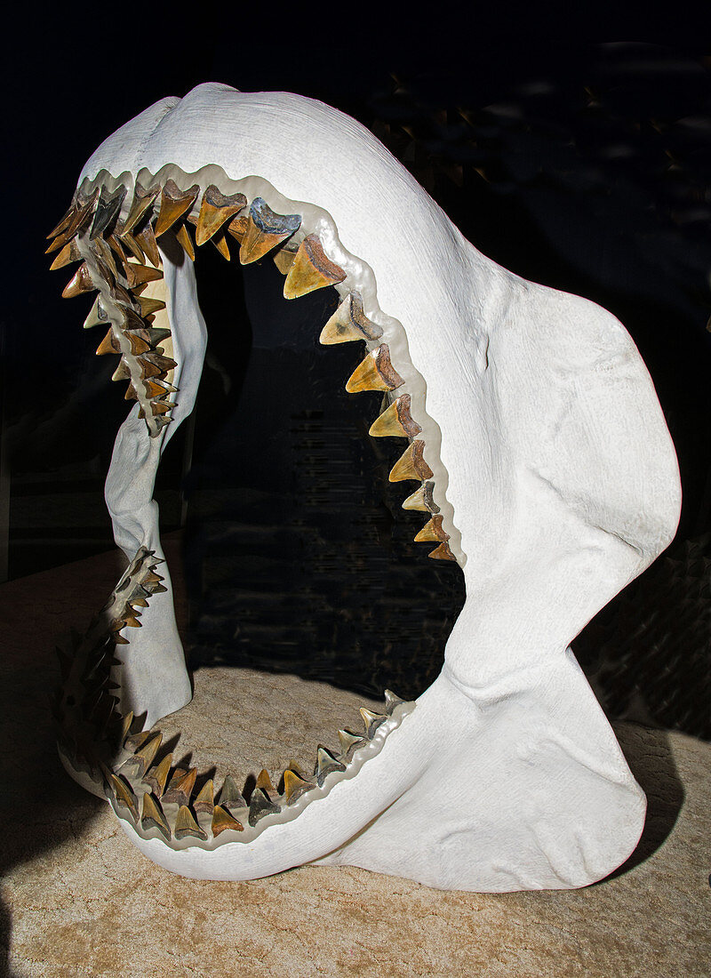 Megalodon Shark Jaws Model