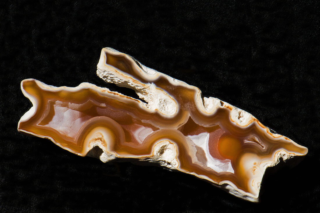 Agatized Coral Fossil