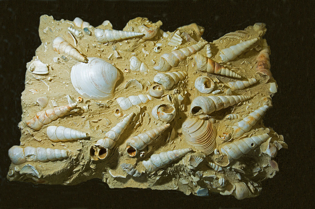 Gastropoda Turritella Fossil