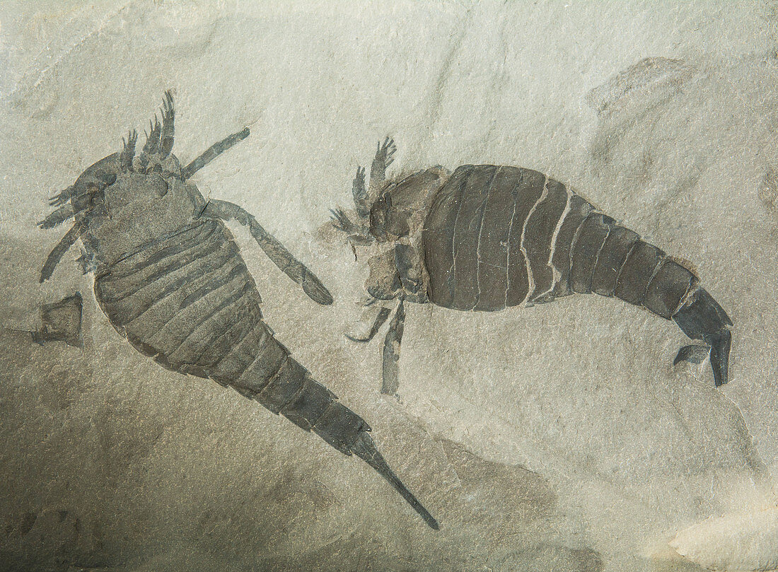 Sea Scorpion Fossils