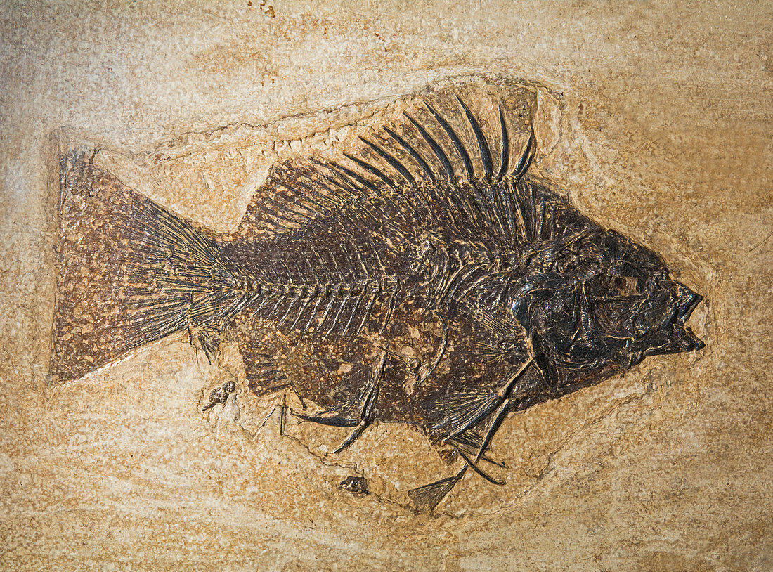 Priscacara Fish Fossil