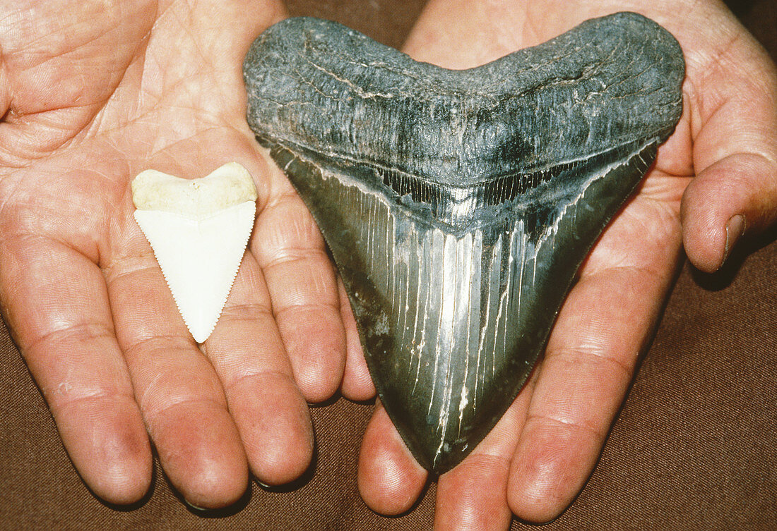 Modern and prehistoric shark teeth