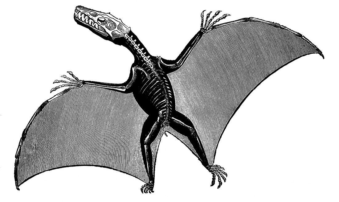 Pterodactyl,Extinct Flying Reptile