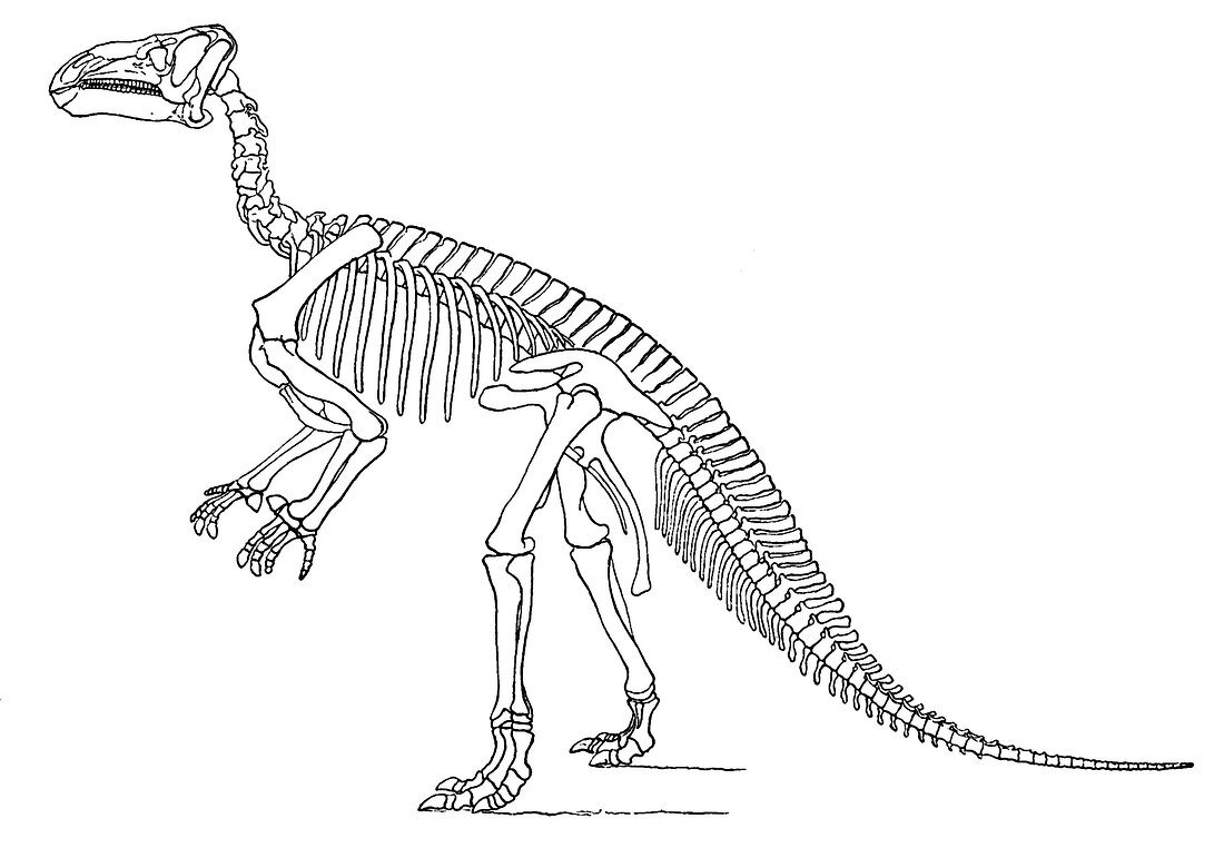 Iguanodon,Mesozoic Dinosaur