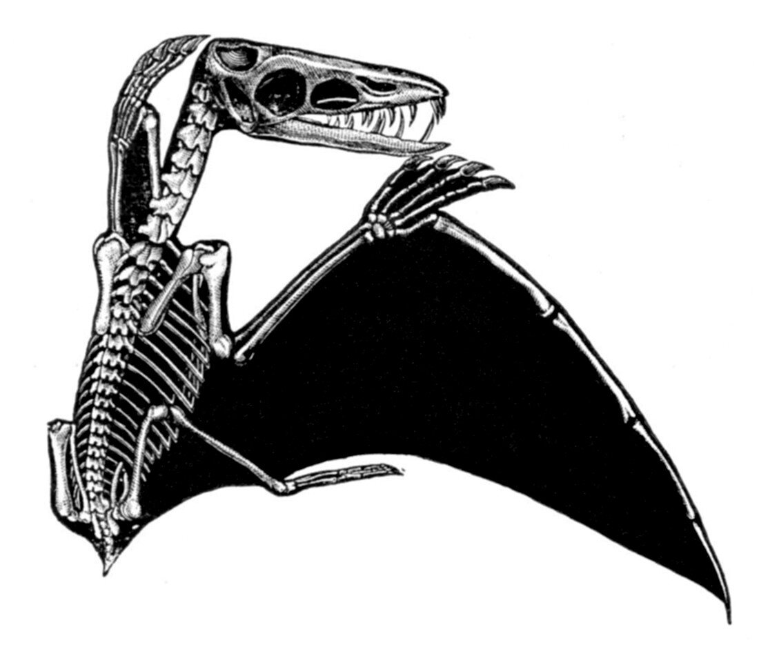 Pterodactyl,Extinct Flying Reptile