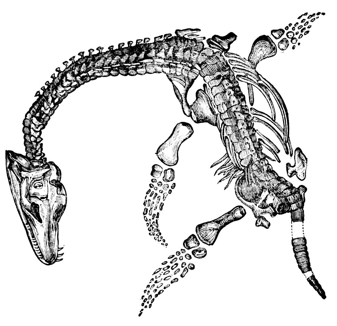 Pleisiosaurus,Mesozic Marine Reptile