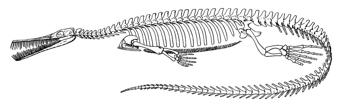 Mesosaurus brasiliensis,Extinct Reptile
