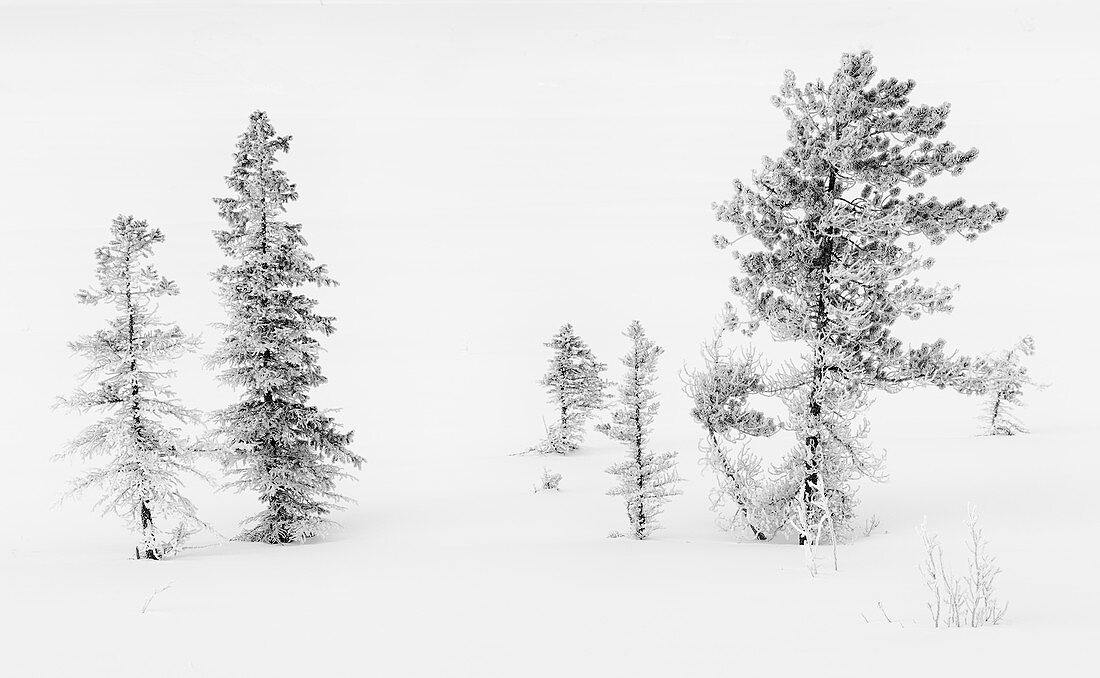 Trees with Hoar Frost