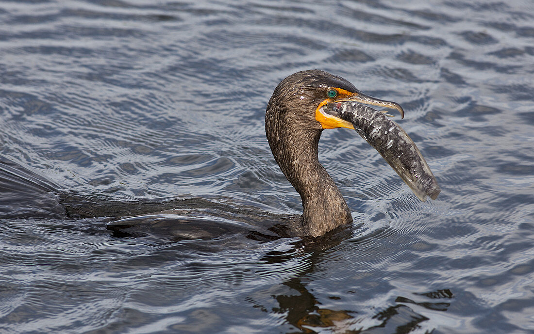 Cormorant eats catfish